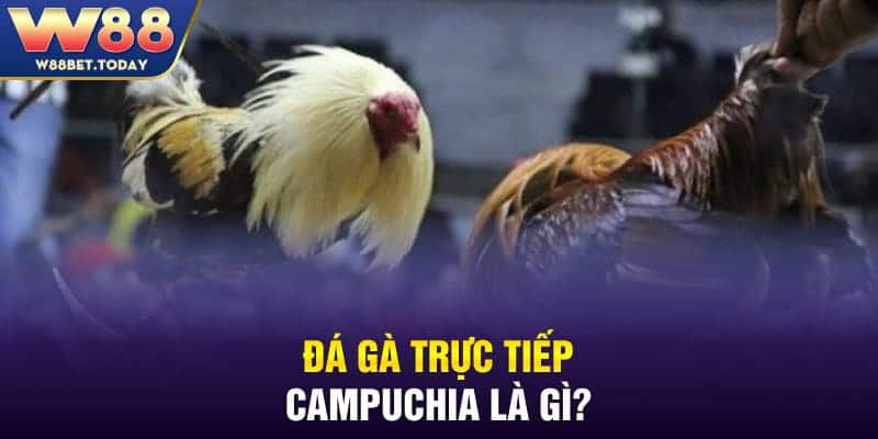 Đá gà trực tiếp Campuchia là gì?