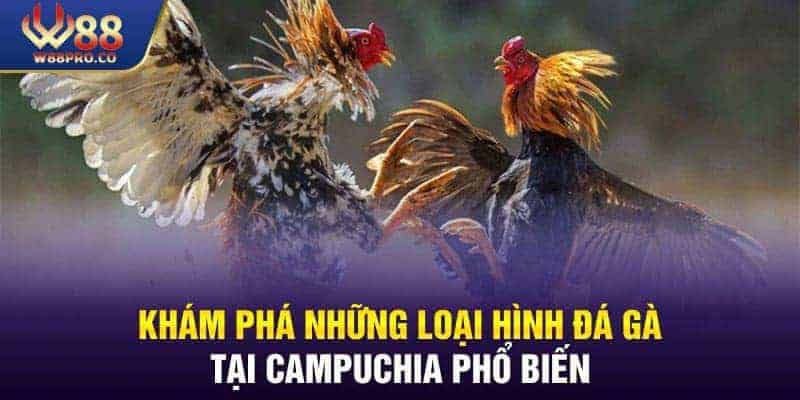 Các loại hình đá gà tại Campuchia phổ biến ở W88