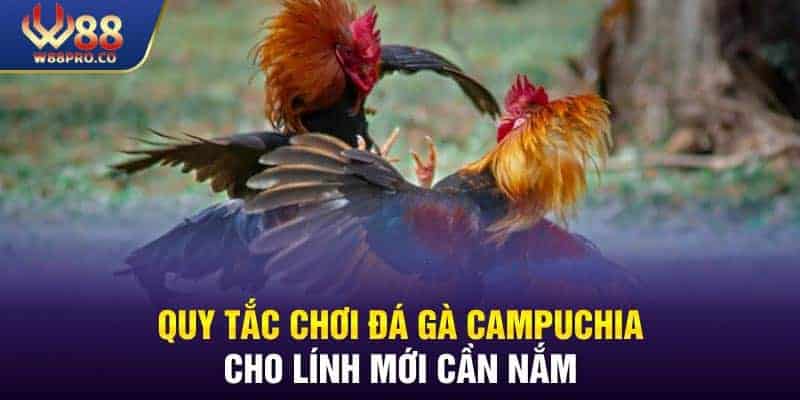 Quy tắc chơi đá gà Campuchia cần nắm cho người mới