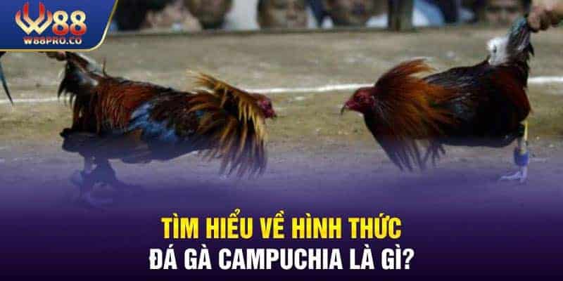 Giải mã đá gà Campuchia là gì?